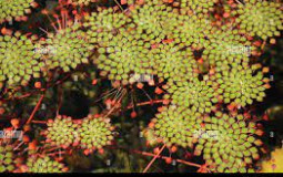 Floating Aquarium Plants